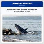Маленький кит Skipper вернулся в Салишский залив