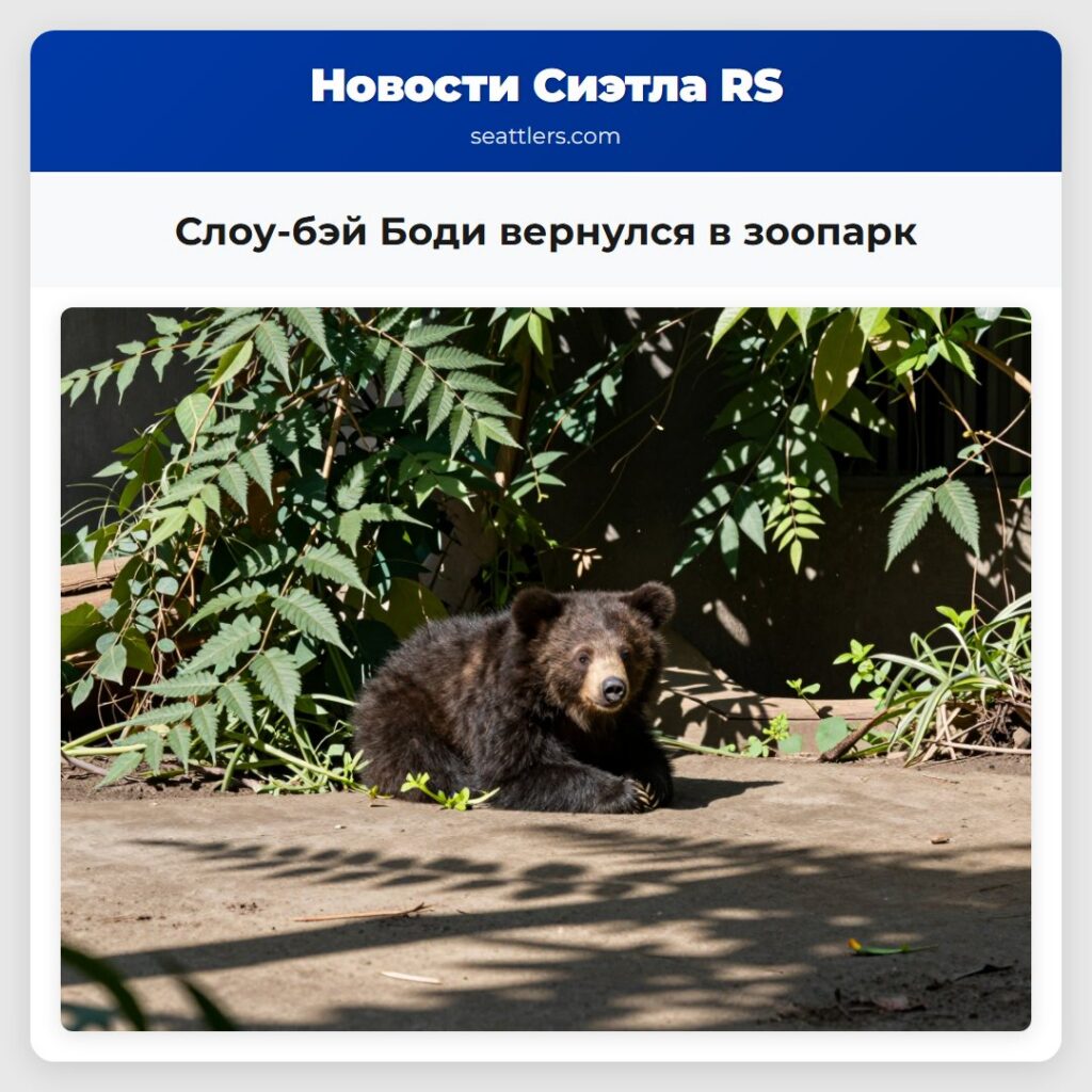 Слоу-бэй Боди вернулся в зоопарк