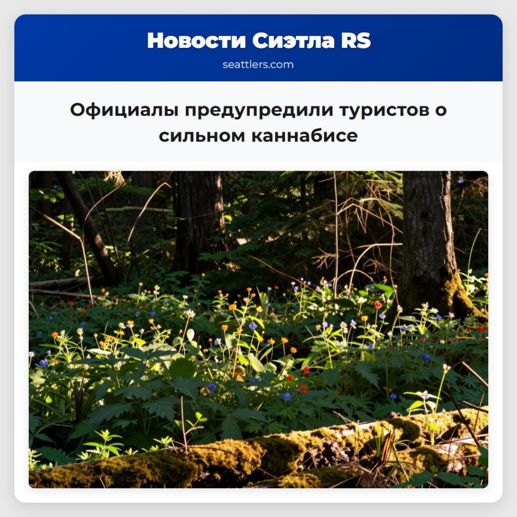 Официалы предупредили туристов о сильном каннабисе