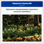 Официалы предупредили туристов о сильном каннабисе