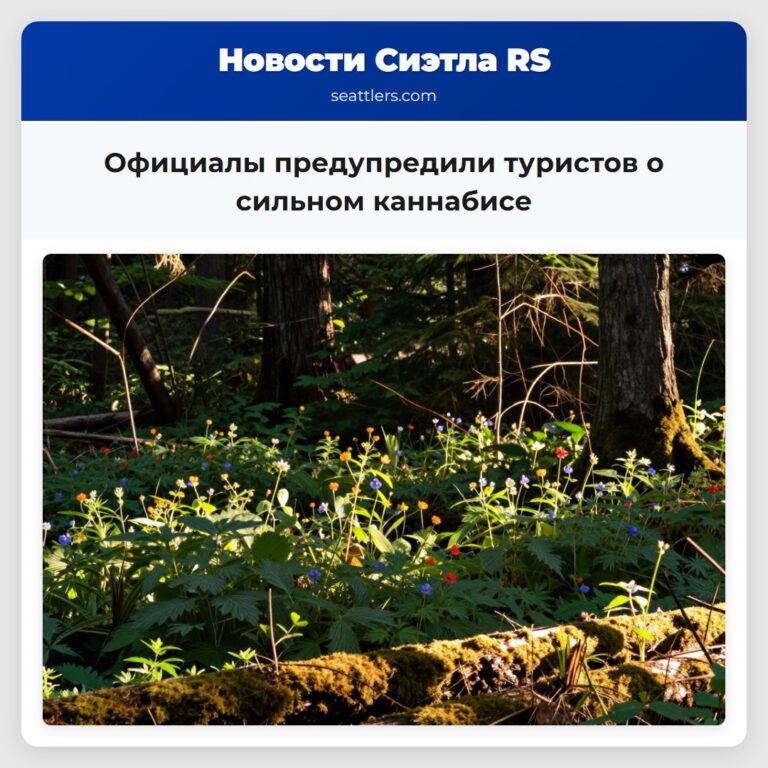 Официалы предупредили туристов о сильном каннабисе