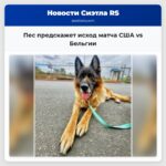 Пес предскажет исход матча США vs Бельгии