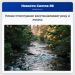 Племя Стэллгуамис восстанавливает реку и лосось