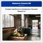 Ехидна прибыла в пожарную станцию Эверетты