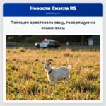 Полиция арестовала овцу говорящую на языке овец